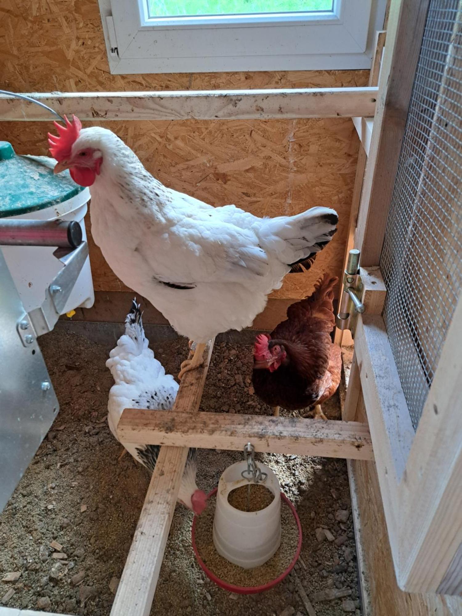 Ferien Im Gugger Apartman Nesslau Kültér fotó